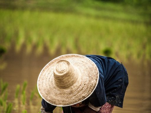 person wearing brown straw hat while planting rice selective focus photography