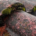 a close up of moss growing on a roof