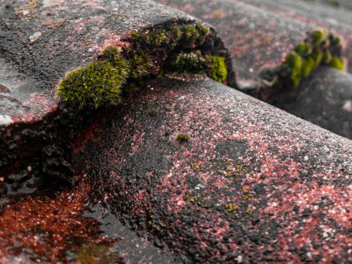 a close up of moss growing on a roof