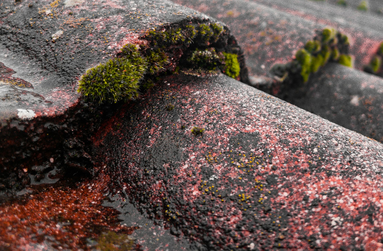 a close up of moss growing on a roof